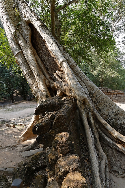Ta Phrom et environs-043